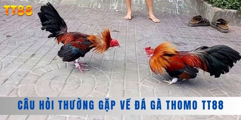 Câu hỏi thường gặp về đá gà Thomo TT88