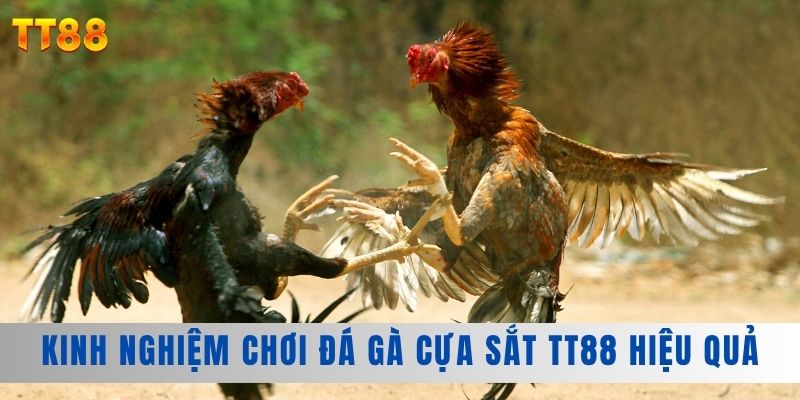 Kinh nghiệm chơi đá gà cựa sắt TT88 hiệu quả